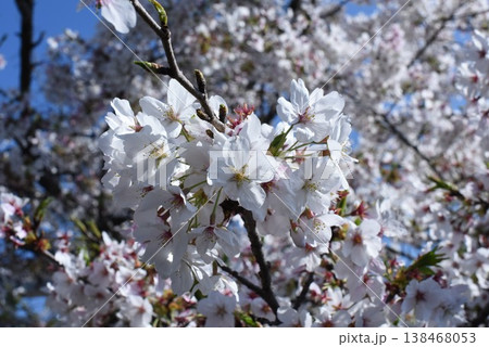 桜の花 138468053