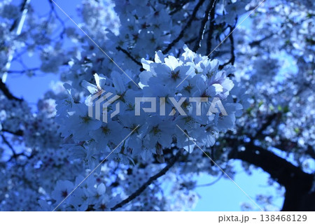 桜咲く 桜咲く 138468129