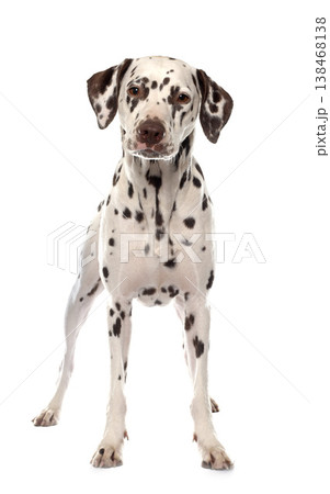 young female dalmatian young female dalmatian 138468138
