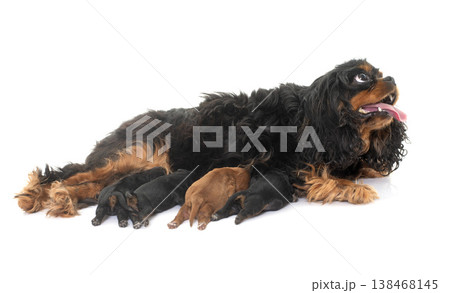 mother cavalier king charles and puppies mother cavalier king charles and puppies 138468145