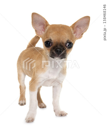puppy shorthair chihuahua puppy shorthair chihuahua 138468146