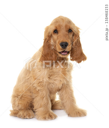 puppy cocker spaniel in studio 138468153