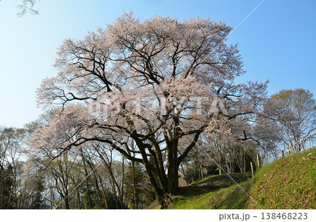 埼玉県大里郡寄居町鉢形 鉢形城の朝の氏邦桜(うじくにざくら) 埼玉県大里郡寄居町鉢形 鉢形城の朝の氏邦桜(うじくにざくら) 138468223