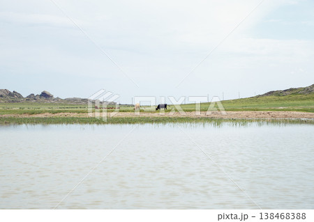 cows graze on green meadow. steppe, lake or pond and mountains 138468388