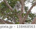 エゾフクロウ　フクロウ　クンネレクカムイ　イソサンケカムイ　北海 138468563