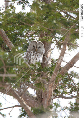 エゾフクロウ　フクロウ　クンネレクカムイ　イソサンケカムイ　北海 138468565