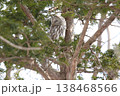 エゾフクロウ　フクロウ　クンネレクカムイ　イソサンケカムイ　北海 138468566