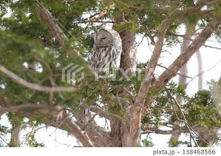 エゾフクロウ　フクロウ　クンネレクカムイ　イソサンケカムイ　北海 138468566