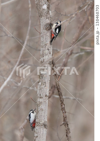 繁殖期なわばりを主張しあうエゾアカゲラの♀2羽　エゾアカゲラ　アカゲラ 138468703