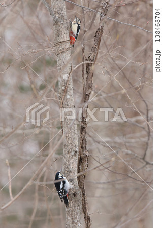繁殖期なわばりを主張しあうエゾアカゲラの♀2羽　エゾアカゲラ　アカゲラ 138468704
