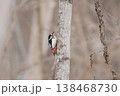 エゾアカゲラ　アカゲラ　♀　キツツキ　北海道野鳥 138468730