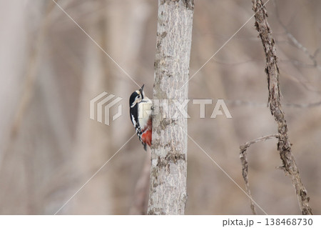 エゾアカゲラ　アカゲラ　♀　キツツキ　北海道野鳥 138468730