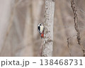 エゾアカゲラ　アカゲラ　♀　キツツキ　北海道野鳥 138468731