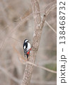 エゾアカゲラ　アカゲラ　♀　キツツキ　北海道野鳥 138468732