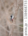 エゾアカゲラ　アカゲラ　♀　キツツキ　北海道野鳥 138468733