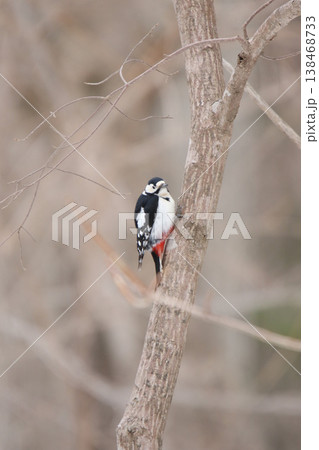 エゾアカゲラ アカゲラ ♀ キツツキ 北海道野鳥 エゾアカゲラ アカゲラ ♀ キツツキ 北海道野鳥 138468733