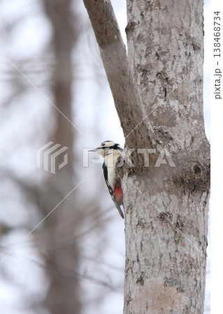 エゾアカゲラ　アカゲラ　♀　キツツキ　北海道野鳥 138468734