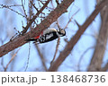 エゾアカゲラ　アカゲラ　♀　キツツキ　北海道野鳥 138468736