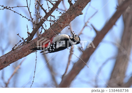 エゾアカゲラ　アカゲラ　♀　キツツキ　北海道野鳥 138468736
