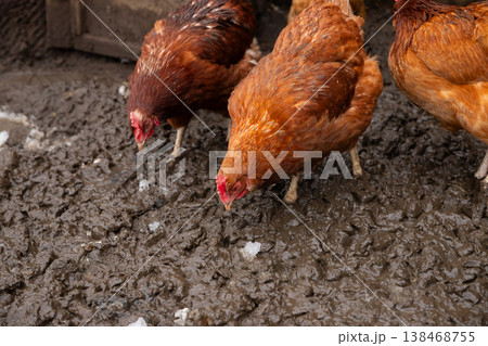 free range red brown domestic chickens hens peck snow on wet ground. flock of chicken on organic farm or countryside yard in spring free range red brown domestic chickens hens peck snow on wet ground. flock of chicken on organic farm or countryside yard in spring 138468755