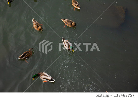 Ducks floating and looking for food in the winter river in a natural habitat, top view Ducks floating and looking for food in the winter river in a natural habitat, top view 138468757