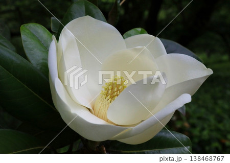 大輪のタイサンボクの花 138468767