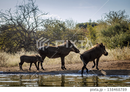 Common warthog in greater Kruger National park, South Africa Common warthog in greater Kruger National park, South Africa 138468789