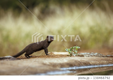 Slender mongoose in Greater Kruger National park, South Africa 138468792