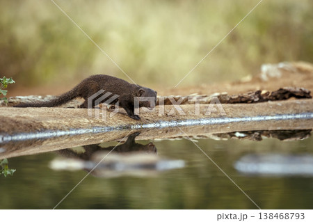 Slender mongoose in Greater Kruger National park, South Africa Slender mongoose in Greater Kruger National park, South Africa 138468793