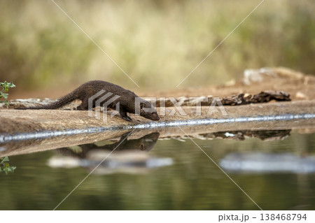 Slender mongoose in Greater Kruger National park, South Africa Slender mongoose in Greater Kruger National park, South Africa 138468794