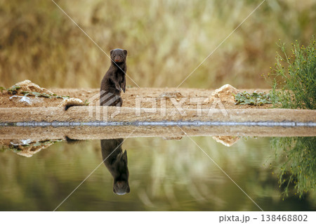 Slender mongoose in Greater Kruger National park, South Africa 138468802