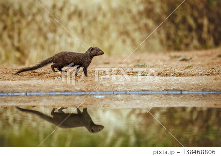 Slender mongoose in Greater Kruger National park, South Africa Slender mongoose in Greater Kruger National park, South Africa 138468806