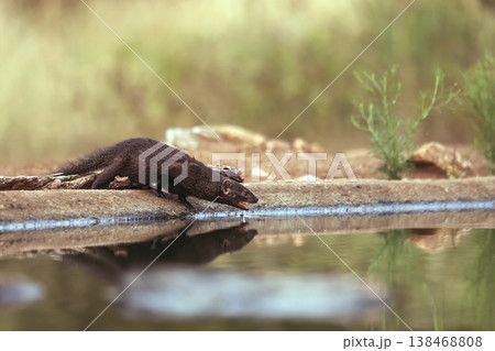 Slender mongoose in Greater Kruger National park, South Africa 138468808