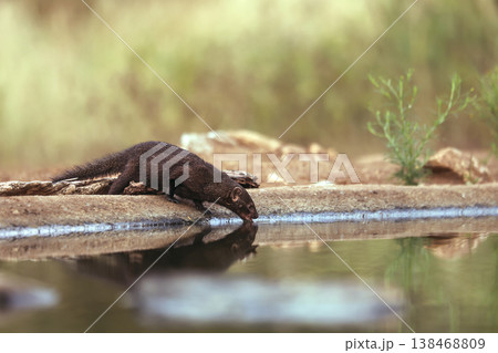 Slender mongoose in Greater Kruger National park, South Africa Slender mongoose in Greater Kruger National park, South Africa 138468809