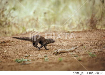 Slender mongoose in Greater Kruger National park, South Africa Slender mongoose in Greater Kruger National park, South Africa 138468812