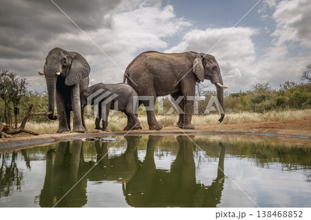 African bush elephant in Greater Kruger National park, South Africa African bush elephant in Greater Kruger National park, South Africa 138468852