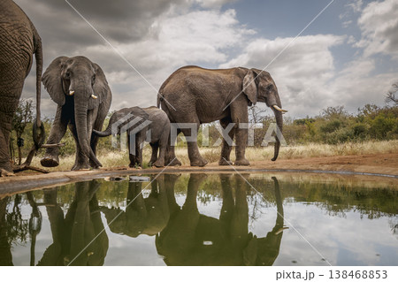 African bush elephant in Greater Kruger National park, South Africa 138468853