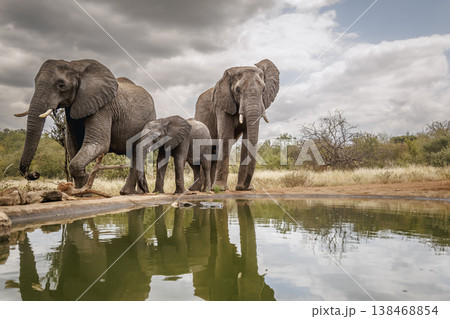 African bush elephant in Greater Kruger National park, South Africa African bush elephant in Greater Kruger National park, South Africa 138468854