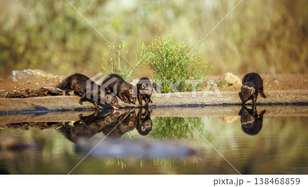 Common dwarf mongoose in Greater Kruger National park, South Africa 138468859