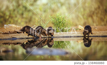 Common dwarf mongoose in Greater Kruger National park, South Africa Common dwarf mongoose in Greater Kruger National park, South Africa 138468860