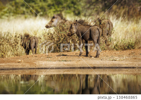 Common warthog in greater Kruger National park, South Africa Common warthog in greater Kruger National park, South Africa 138468865