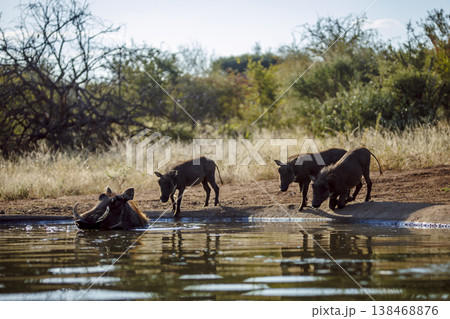 Common warthog in greater Kruger National park, South Africa Common warthog in greater Kruger National park, South Africa 138468876