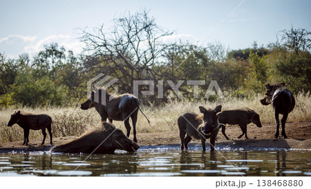 Common warthog in greater Kruger National park, South Africa Common warthog in greater Kruger National park, South Africa 138468880