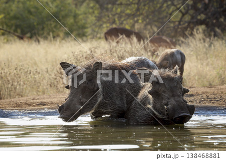 Common warthog in greater Kruger National park, South Africa Common warthog in greater Kruger National park, South Africa 138468881