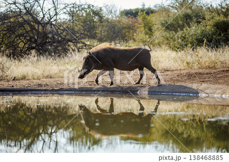 Common warthog in greater Kruger National park, South Africa 138468885