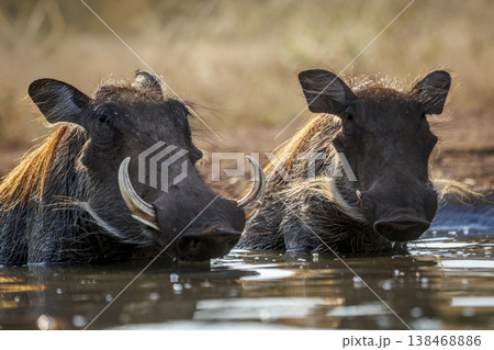 Common warthog in greater Kruger National park, South Africa 138468886