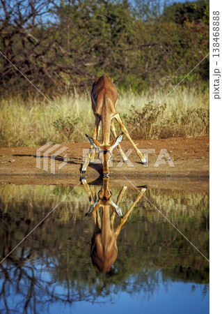 Common Impala in Kruger National park, South Africa Common Impala in Kruger National park, South Africa 138468888