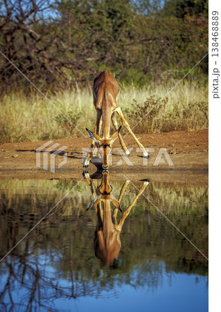 Common Impala in Kruger National park, South Africa 138468889