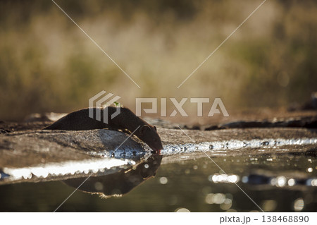 Slender mongoose in Greater Kruger National park, South Africa 138468890
