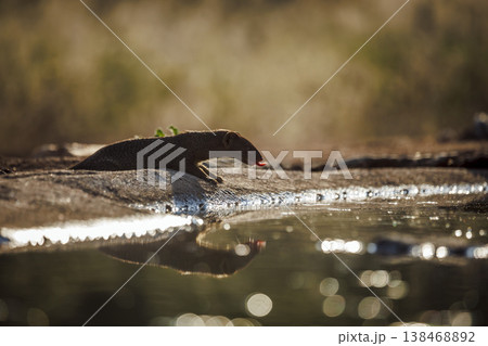 Slender mongoose in Greater Kruger National park, South Africa Slender mongoose in Greater Kruger National park, South Africa 138468892